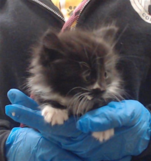 WANDA, Baby Domestic Medium Hair (medium coat), cat for adoption in Centennial, Colorado