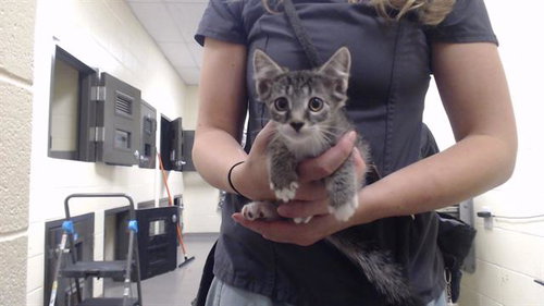 BISCUIT, Baby Domestic Short Hair (medium coat), cat for adoption in Centennial, Colorado