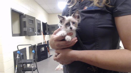 GRAVY, Baby Snowshoe (medium coat), cat for adoption in Centennial, Colorado