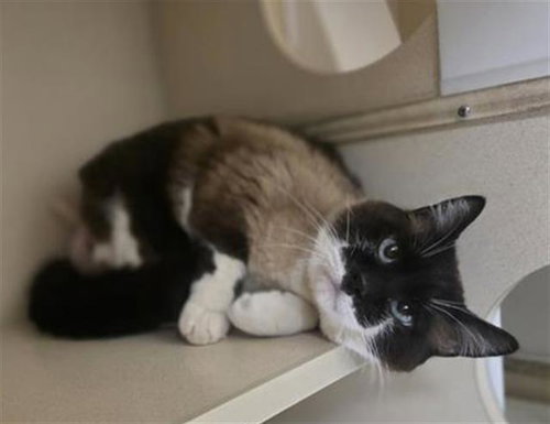 COVE, Senior Siamese / Mixed (medium coat), cat for adoption in Longmont, Colorado
