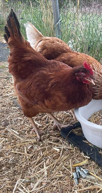 DOLLY PART-HEN