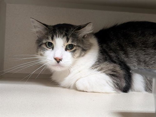 WHISKONS, Adult Domestic Medium Hair (medium coat), cat for adoption in Denver, Colorado