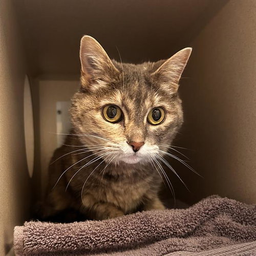 MACEY, Senior Domestic Short Hair (medium coat), cat for adoption in Denver, Colorado
