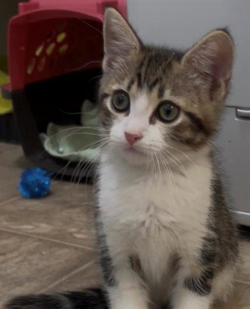 MAX