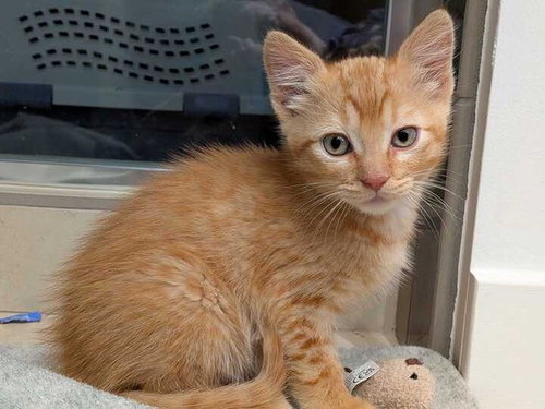 SIMBA