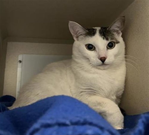 JASPER, Adult Domestic Short Hair (medium coat), cat for adoption in Castle Rock, Colorado