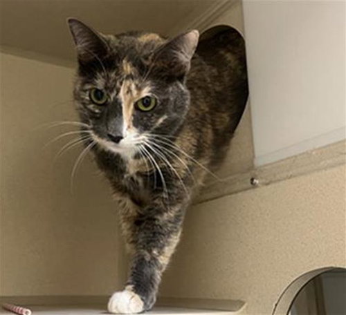 KARMA, Adult Domestic Short Hair (medium coat), cat for adoption in Castle Rock, Colorado
