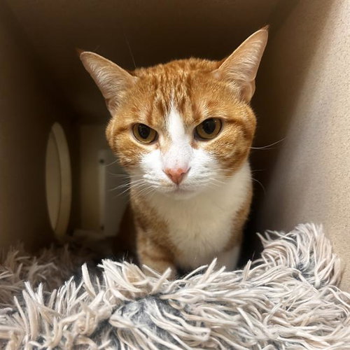 SIMBA, an adoptable Domestic Short Hair in Denver, CO