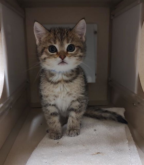 TABBY