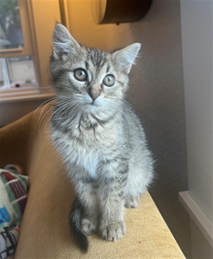 HUGO