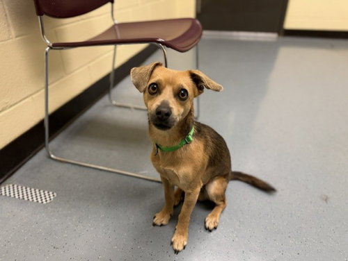 LARRY LEVAN, an adoptable Beagle in Denver, CO