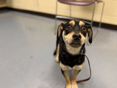 NICKY SIANO, an adoptable Beagle in Denver, CO