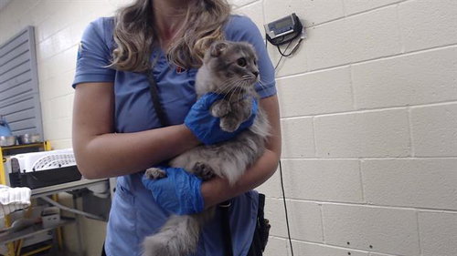 PIPER, Young Domestic Medium Hair / Scottish Straight / Mixed (medium coat), cat for adoption in Broomfield, Colorado