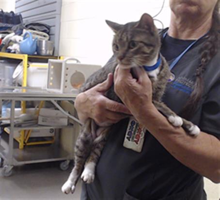 STORMI, Adult Domestic Short Hair (medium coat), cat for adoption in Broomfield, Colorado