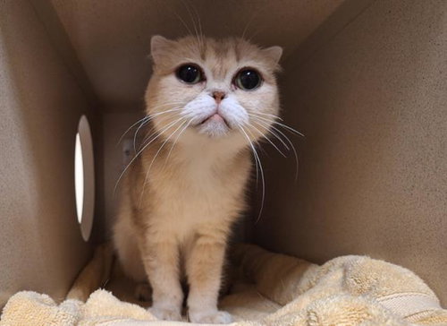 ODYSSEUS, Adult British Shorthair (medium coat), cat for adoption in Northglenn, Colorado