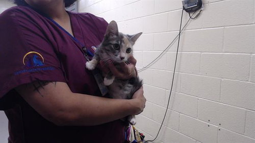FENDI, Young Domestic Short Hair (medium coat), cat for adoption in Northglenn, Colorado