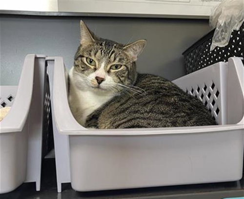 ROAST BEEF, Adult Domestic Short Hair (medium coat), cat for adoption in Northglenn, Colorado