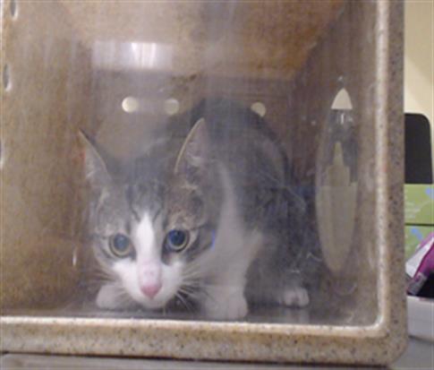 ZORA, Young Domestic Short Hair (medium coat), cat for adoption in Northglenn, Colorado