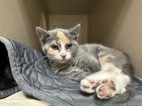 GRASSHOPPER, Baby Domestic Short Hair (medium coat), cat for adoption in Northglenn, Colorado
