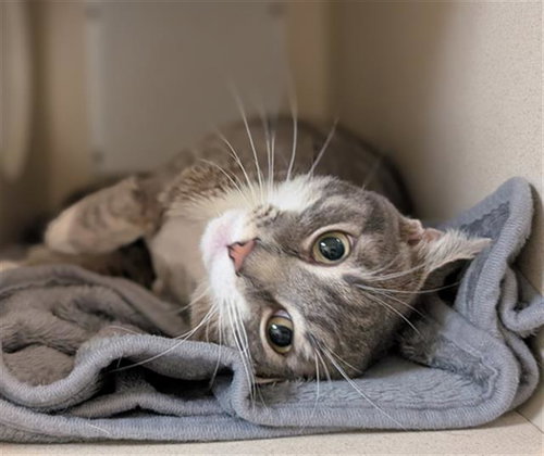 TIPPY, Young Domestic Short Hair (medium coat), cat for adoption in Westminster, Colorado