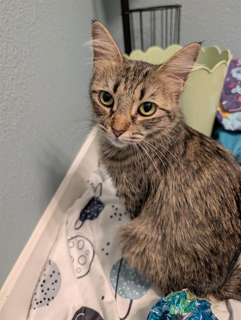 SWEETPEA, Young Domestic Short Hair (medium coat), cat for adoption in Westminster, Colorado