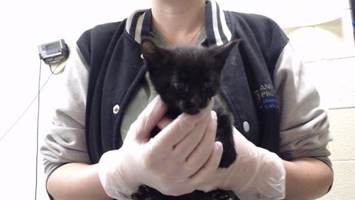 PINKY LEE, Baby Domestic Short Hair (medium coat), cat for adoption in Westminster, Colorado