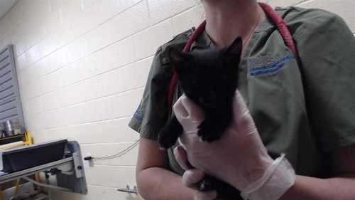 PRINCE, Baby Domestic Short Hair (medium coat), cat for adoption in Westminster, Colorado