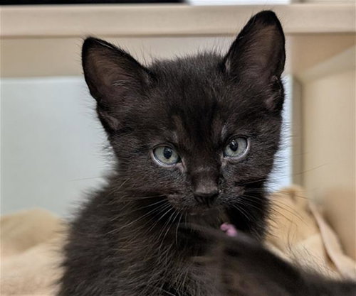 CRICKET, Baby Domestic Medium Hair (medium coat), cat for adoption in Westminster, Colorado