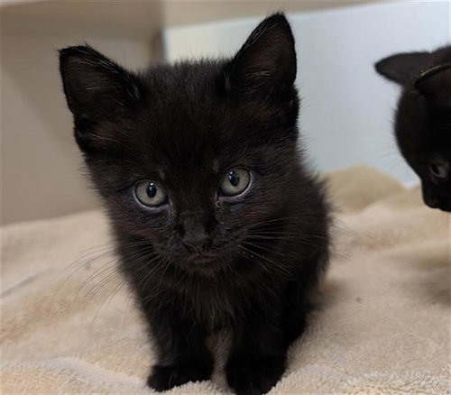 SPROUT, Baby Domestic Medium Hair (medium coat), cat for adoption in Westminster, Colorado