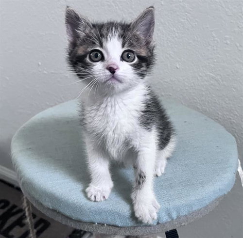 COWBOY, Baby Domestic Short Hair (medium coat), cat for adoption in Westminster, Colorado