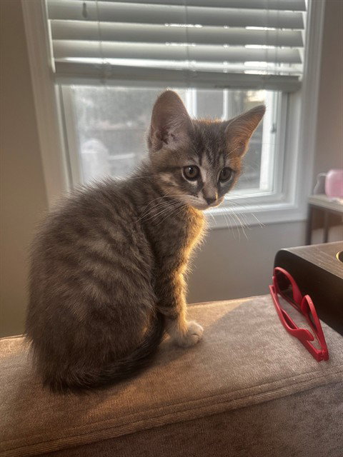 GURRUMINA, Baby Domestic Short Hair (medium coat), cat for adoption in Westminster, Colorado