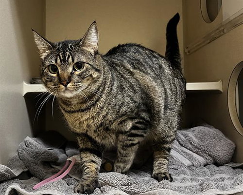 JIA, Young Domestic Short Hair (medium coat), cat for adoption in Westminster, Colorado