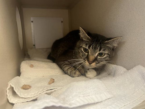 ROBINSKI, Adult Domestic Short Hair (medium coat), cat for adoption in Westminster, Colorado
