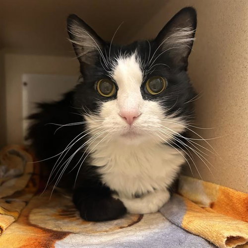 MAGNOLIA, an adoptable Domestic Medium Hair in Denver, CO