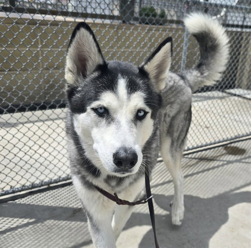 GUCCI, an adoptable Siberian Husky in Denver, CO