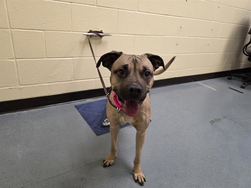 CINNAMON, an adoptable Pit Bull Terrier in Denver, CO