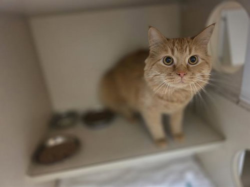 CHESHIRE CAT, an adoptable Domestic Long Hair in Denver, CO