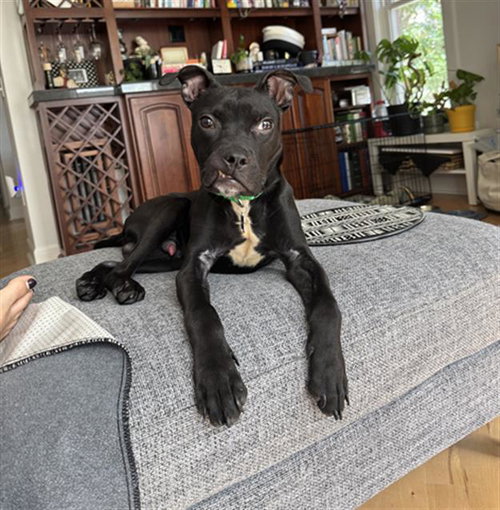 SIR FROG, an adoptable Pit Bull Terrier in Denver, CO