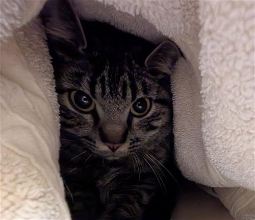 KATANA, an adoptable Domestic Short Hair in Denver, CO