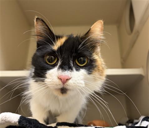 TRUFFLES, an adoptable Domestic Medium Hair in Denver, CO
