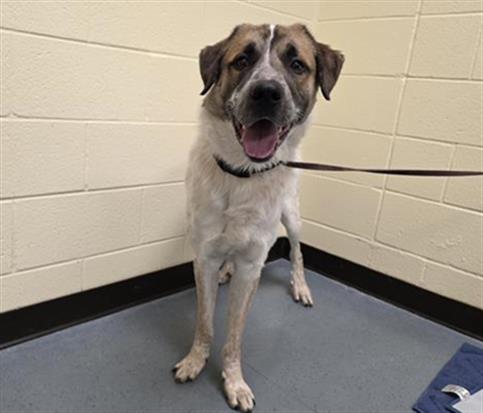 STYLIS, an adoptable Great Pyrenees in Denver, CO