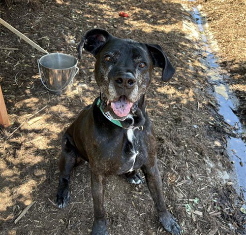 BUDDY, an adoptable Boxer in Denver, CO