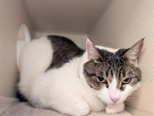 SASSY WASHINGTON, an adoptable Domestic Short Hair in Denver, CO