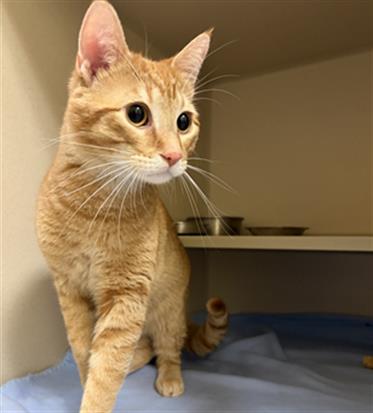 KAIRO, an adoptable Domestic Short Hair in Denver, CO