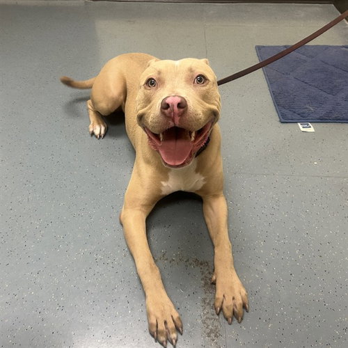 THUMPER, an adoptable American Pit Bull Terrier in Denver, CO