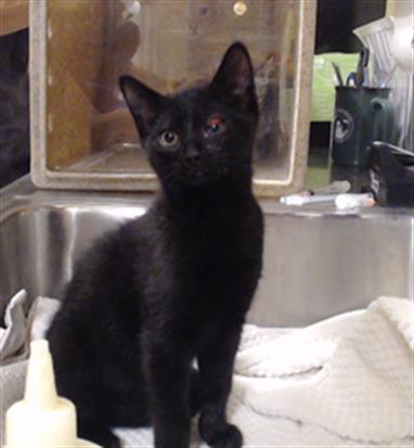 RAYNE, an adoptable Domestic Short Hair in Denver, CO