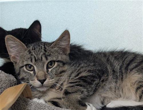 BEEF CAKE, an adoptable Domestic Short Hair in Denver, CO