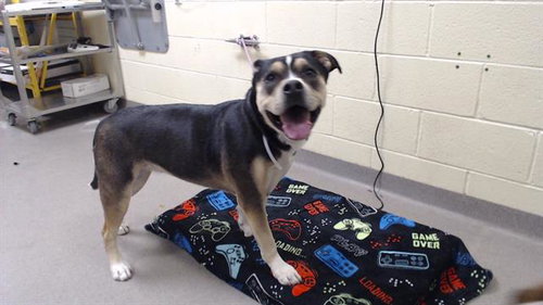 LUNA, an adoptable Siberian Husky in Denver, CO