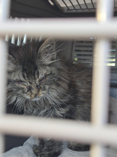 SANDY, an adoptable Domestic Medium Hair in Denver, CO