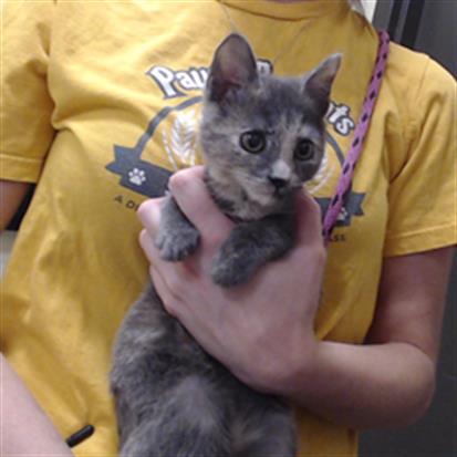 LOLLIPOP, an adoptable Domestic Short Hair in Denver, CO